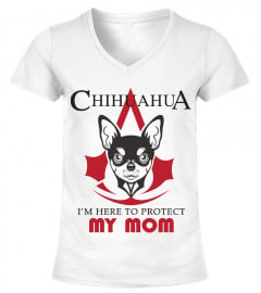 Chihuahua Protect Mom V Assassin's creed