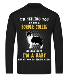 BORDER COLLIE