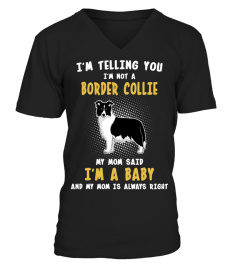 BORDER COLLIE