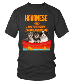 Havanese are like potato chips