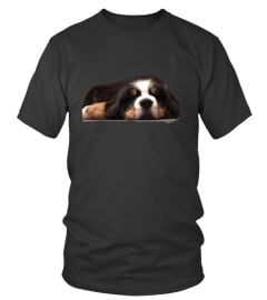 sleeping Bernese mountain dog