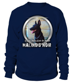 beau chien du monde: MALINOIS NOIR