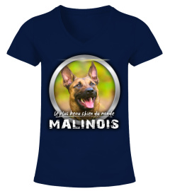 le plus beau chien du monde: MALINOIS