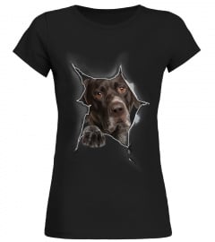 German Shorthaired Pointer 3D