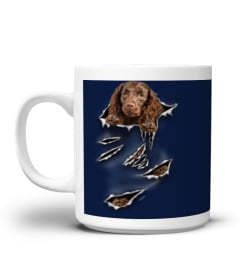 American Water Spaniel-Scratch