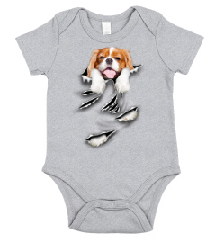 Cavalier King Charles Spaniel-Scratch