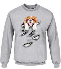 Cavalier King Charles Spaniel-Scratch