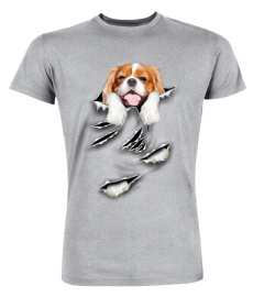 Cavalier King Charles Spaniel-Scratch