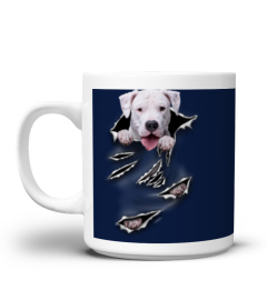 Dogo Argentino-Scratch