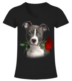 American Staffordshire Terrier-Rose