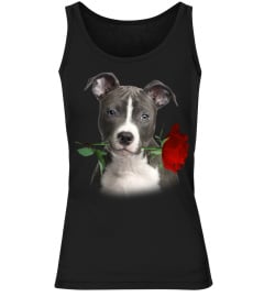 American Staffordshire Terrier-Rose