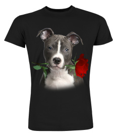 American Staffordshire Terrier-Rose