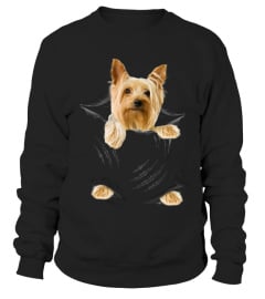 Australian Silky Terrier Scratch