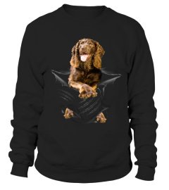 Boykin Spaniel Scratch New