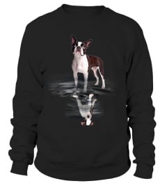 Boston Terrier