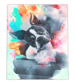 Colorful Boston Terrier Wall Art Poster