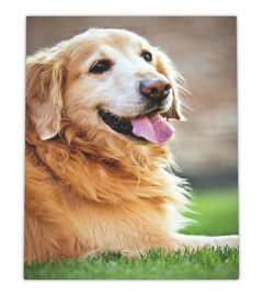 Golden Retriever Dog Smile Canvas Decor