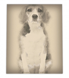 Beagle 2 years old sitting wall art poster