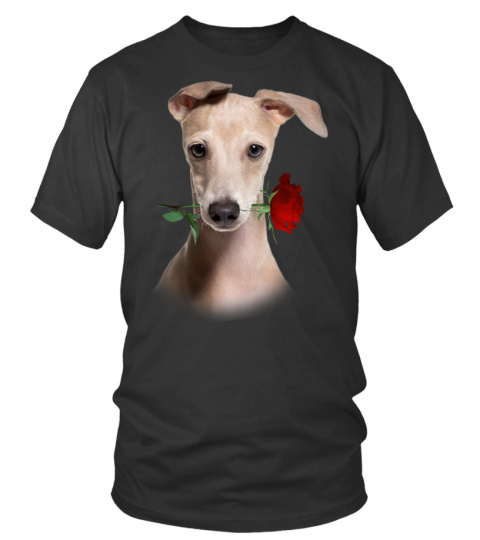 Italian Greyhound-Rose