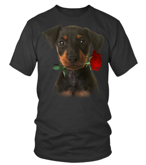 Manchester Terrier-Rose
