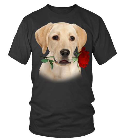 Labrador Retriever-Rose